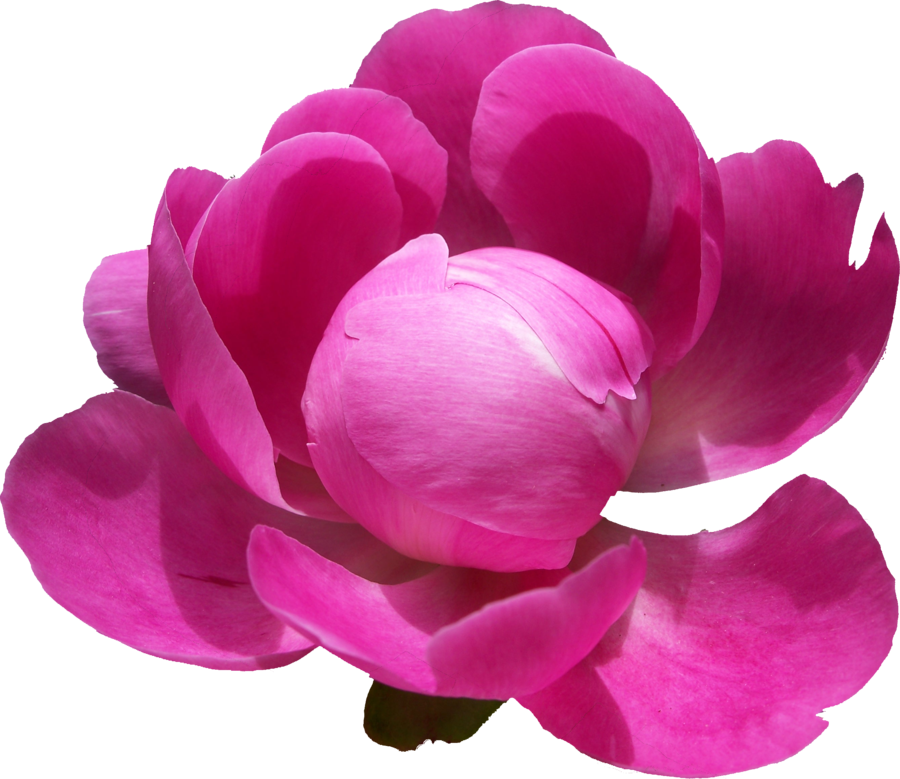 Vibrant Pink Peony Flower PNG Image