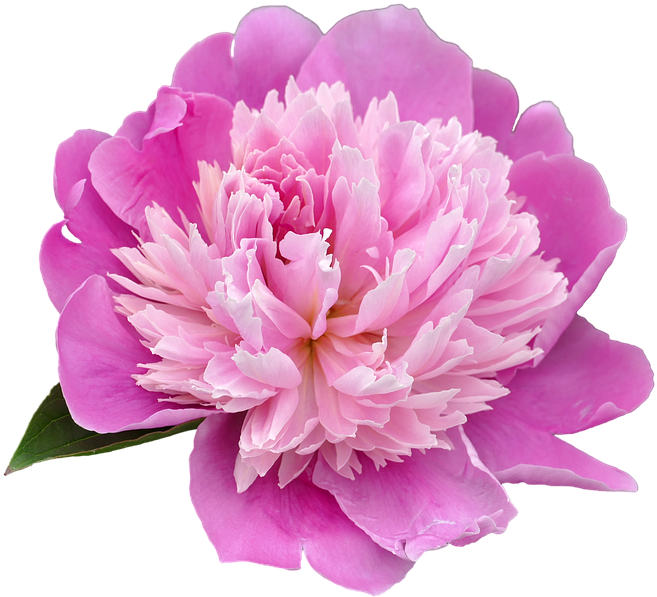 Vibrant Pink Peony Flower PNG Image