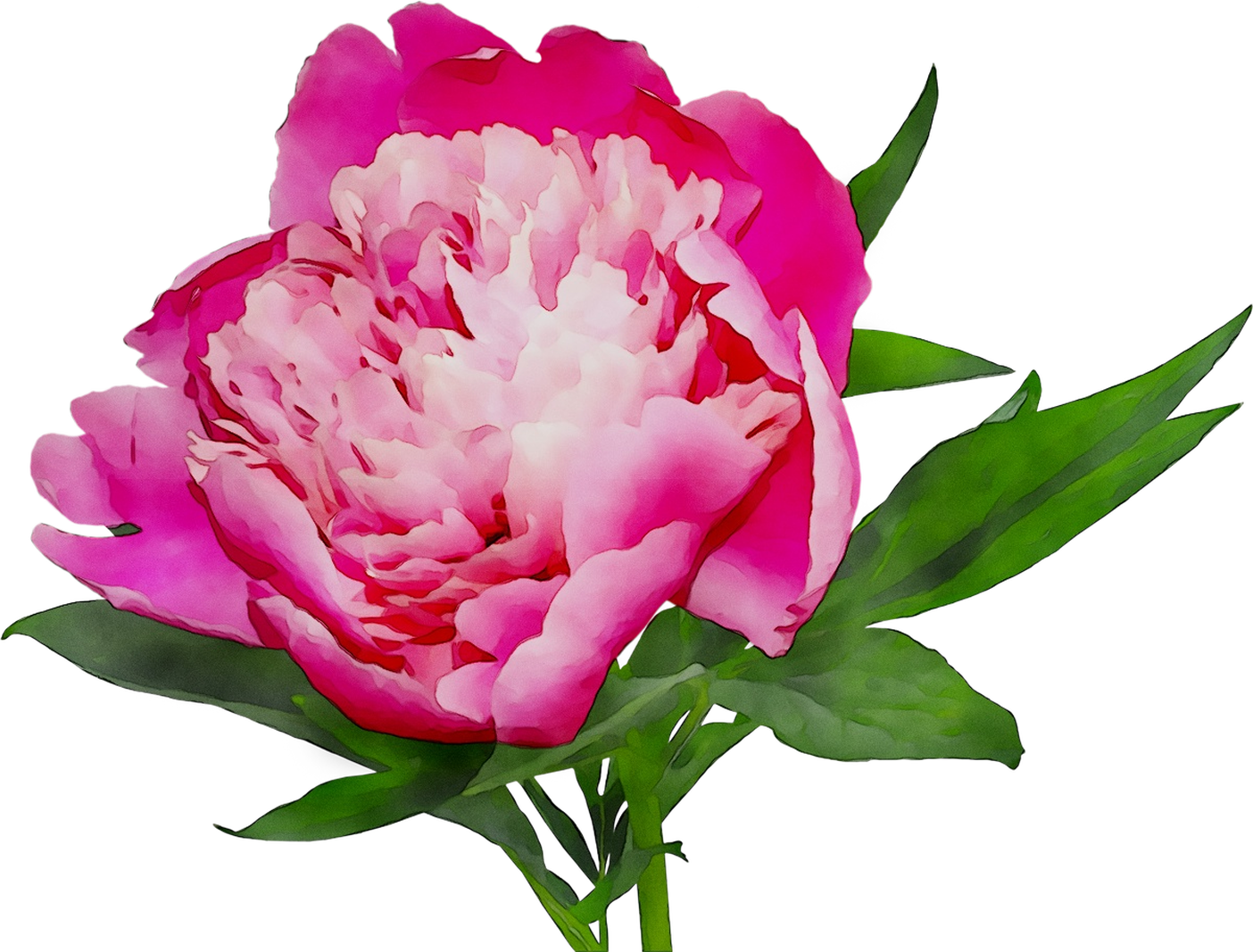 Vibrant Pink Peony Flower PNG Image