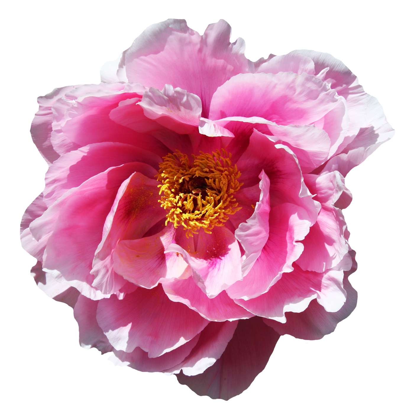 Vibrant Pink Peony Flower PNG Image