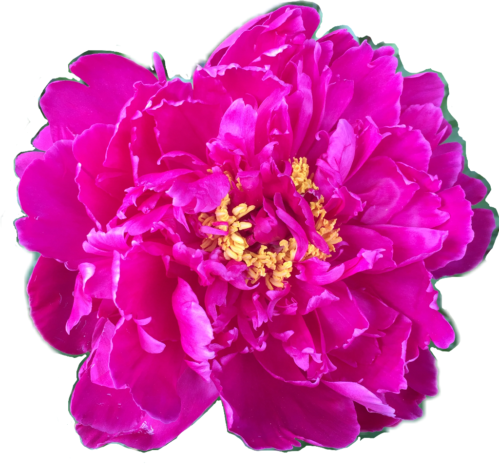 Vibrant Pink Peony Flower.png PNG Image