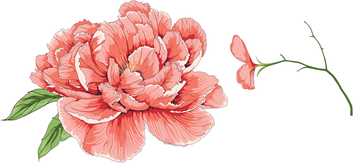 Vibrant Pink Peony Illustration PNG Image