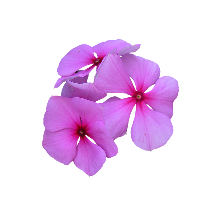 Vibrant_ Pink_ Periwinkle_ Flowers PNG Image