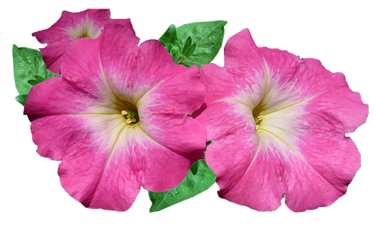 Vibrant Pink Petunias Black Background PNG Image