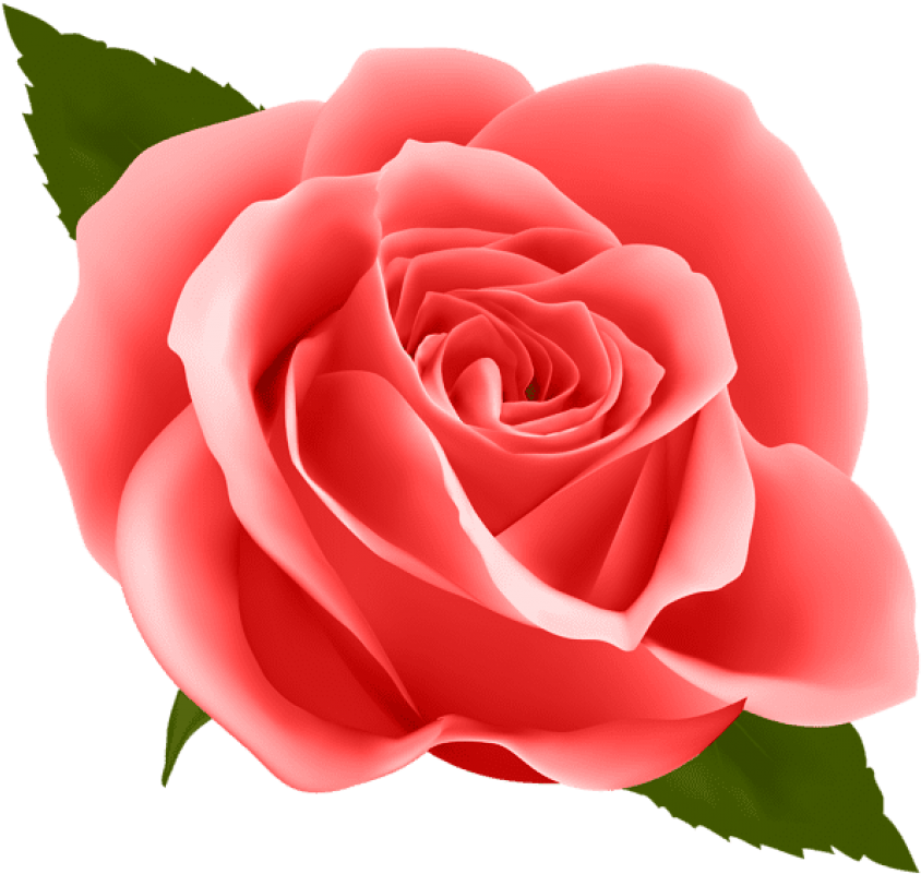 Vibrant Pink Rose Artwork PNG Image