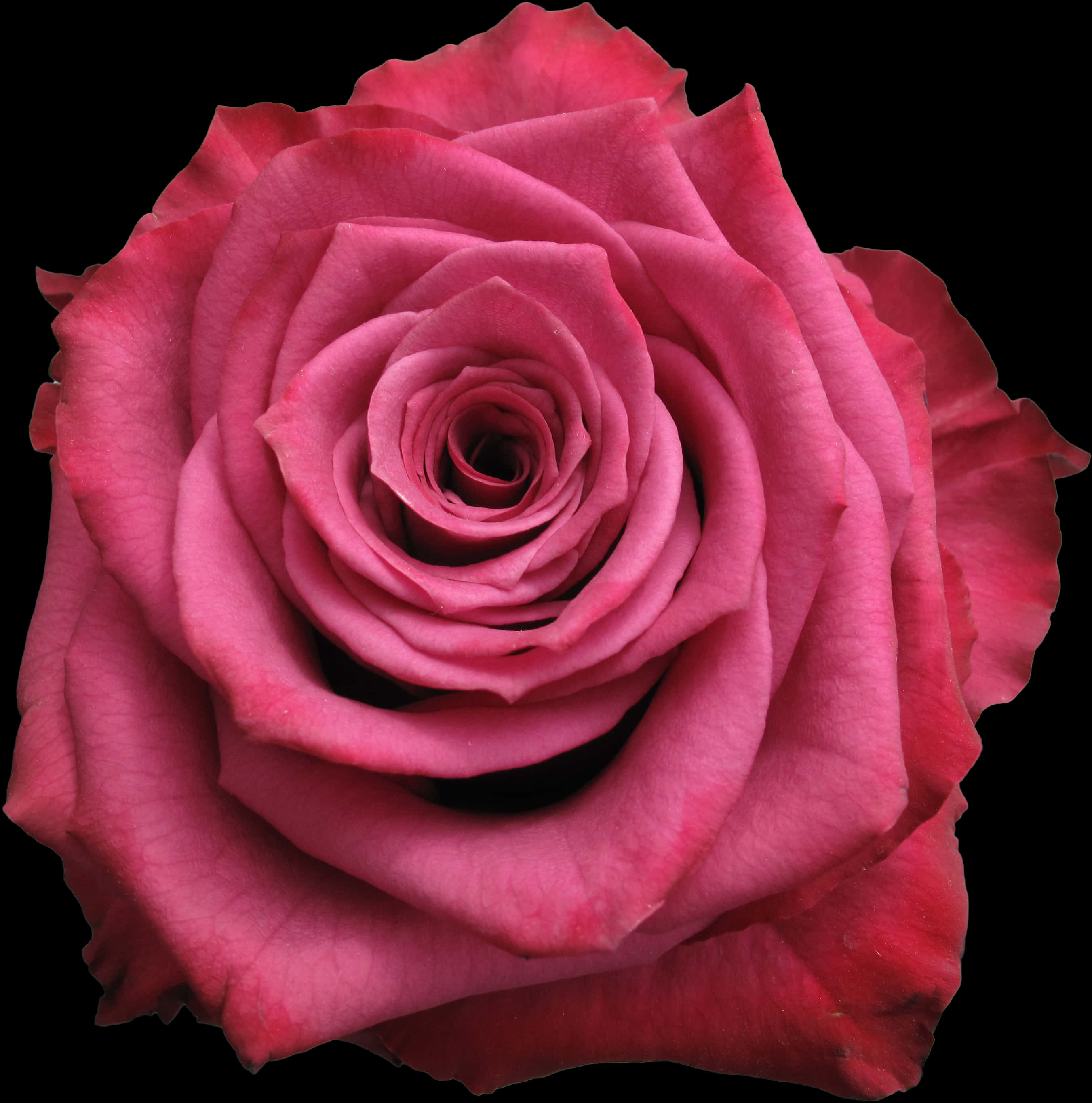 Vibrant_ Pink_ Rose_ Closeup.jpg PNG Image