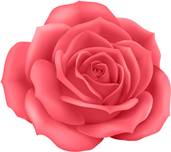 Vibrant_ Pink_ Rose_ Illustration PNG Image