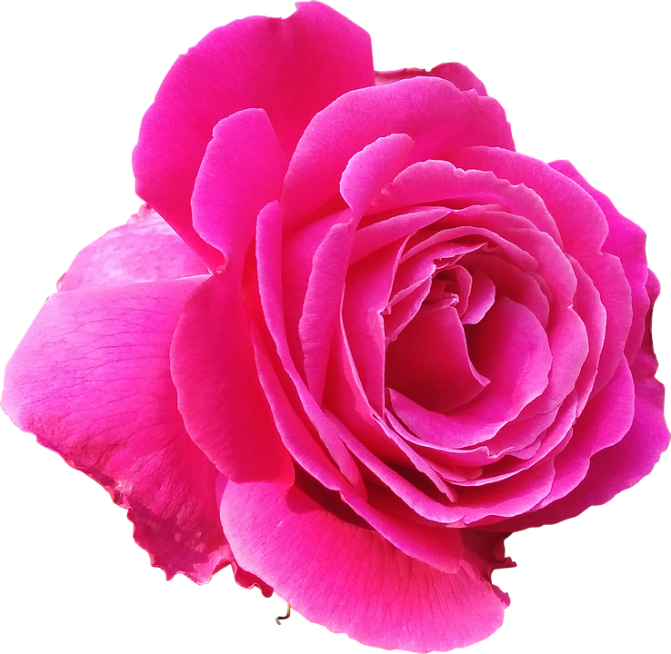 Vibrant Pink Rose Isolated.png PNG Image