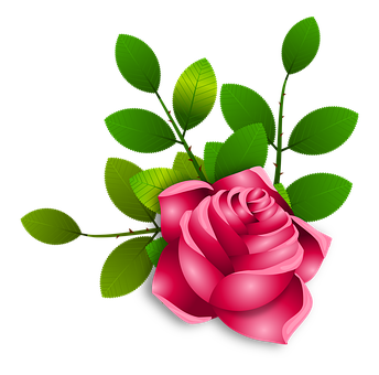 Vibrant Pink Rose Vector Art PNG Image