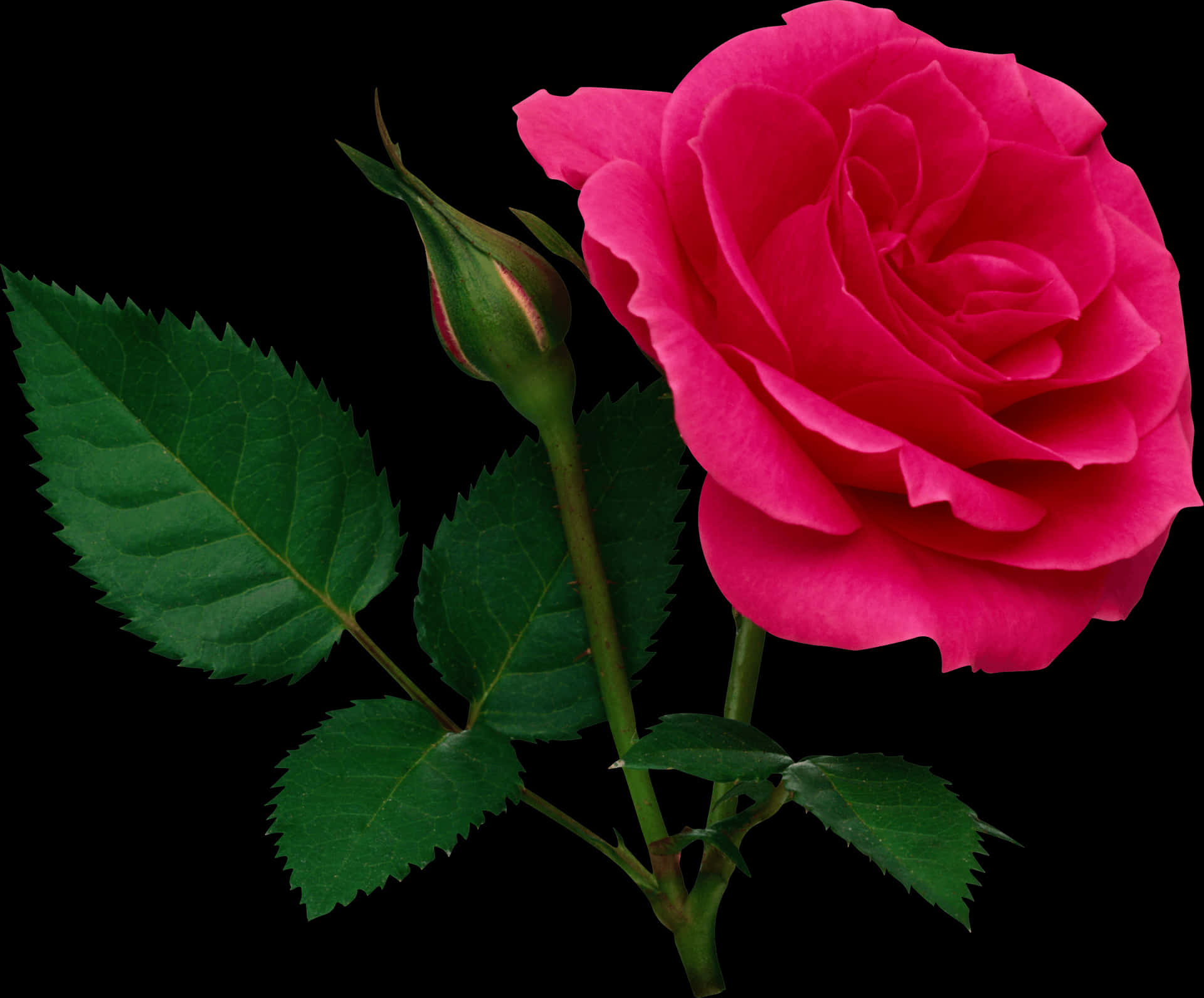 Vibrant Pink Roseon Black Background.jpg PNG Image