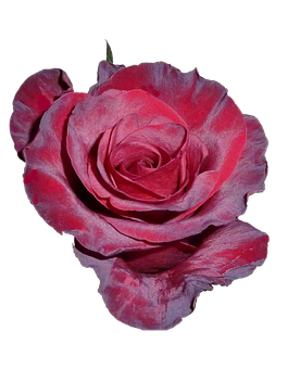 Vibrant Pink Roseon Black Background PNG Image