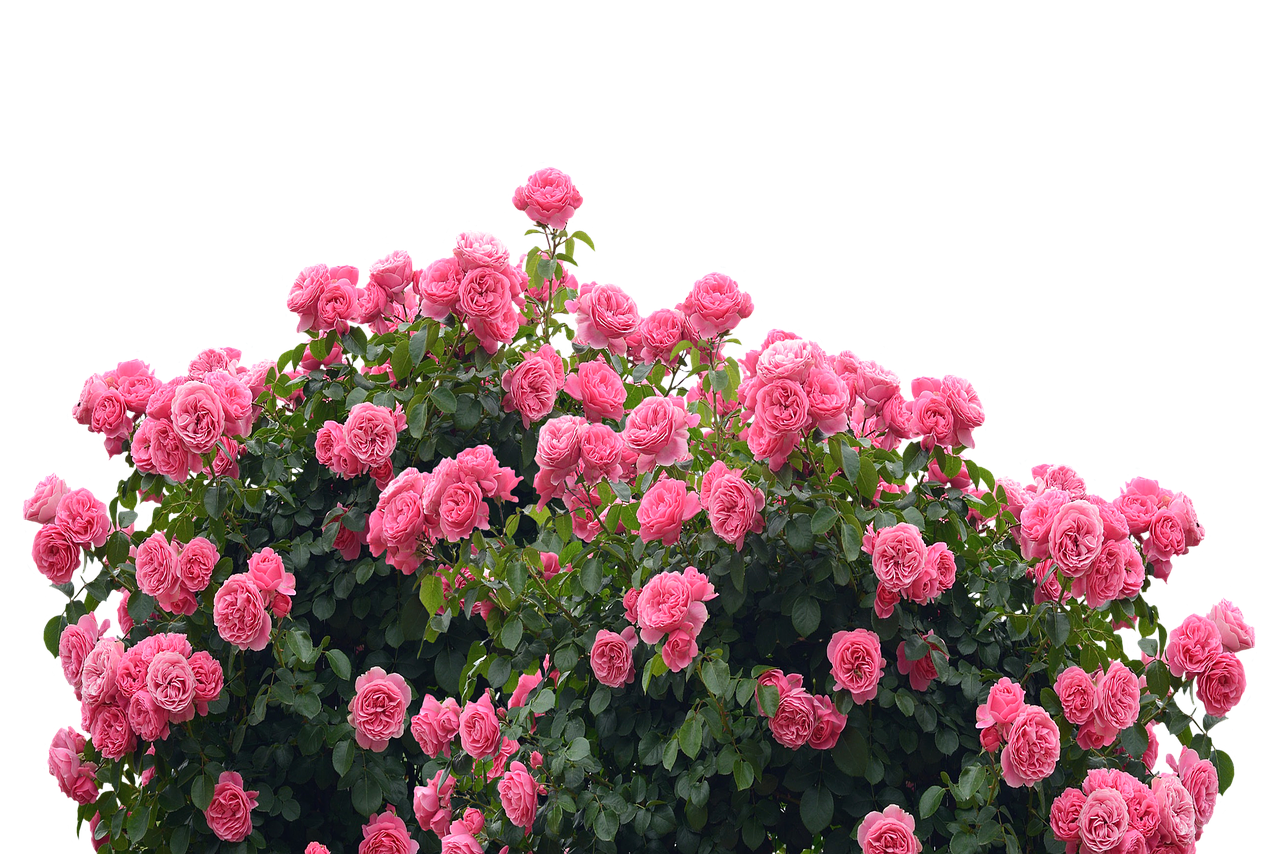 Vibrant_ Pink_ Roses_ Against_ Black_ Background.jpg PNG Image