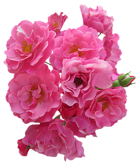 Vibrant Pink Roses Black Background PNG Image