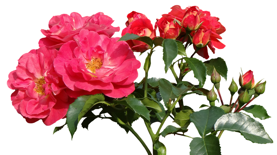 Vibrant Pink Roses Cluster.png PNG Image