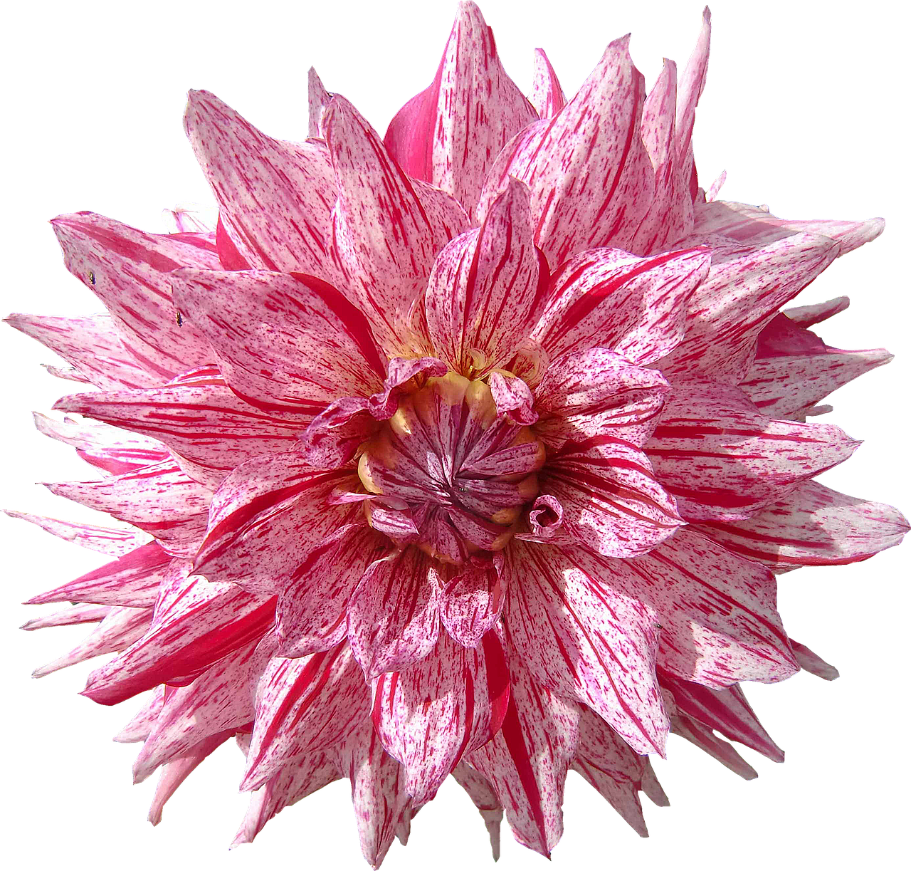 Vibrant Pink Speckled Dahlia PNG Image