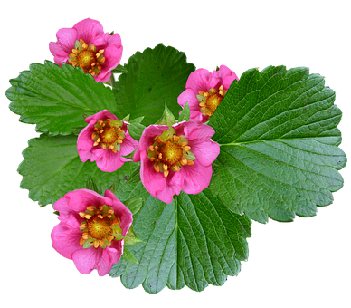 Vibrant_ Pink_ Strawberry_ Flowers PNG Image