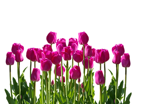 Vibrant Pink Tulips Against Black Background.jpg PNG Image