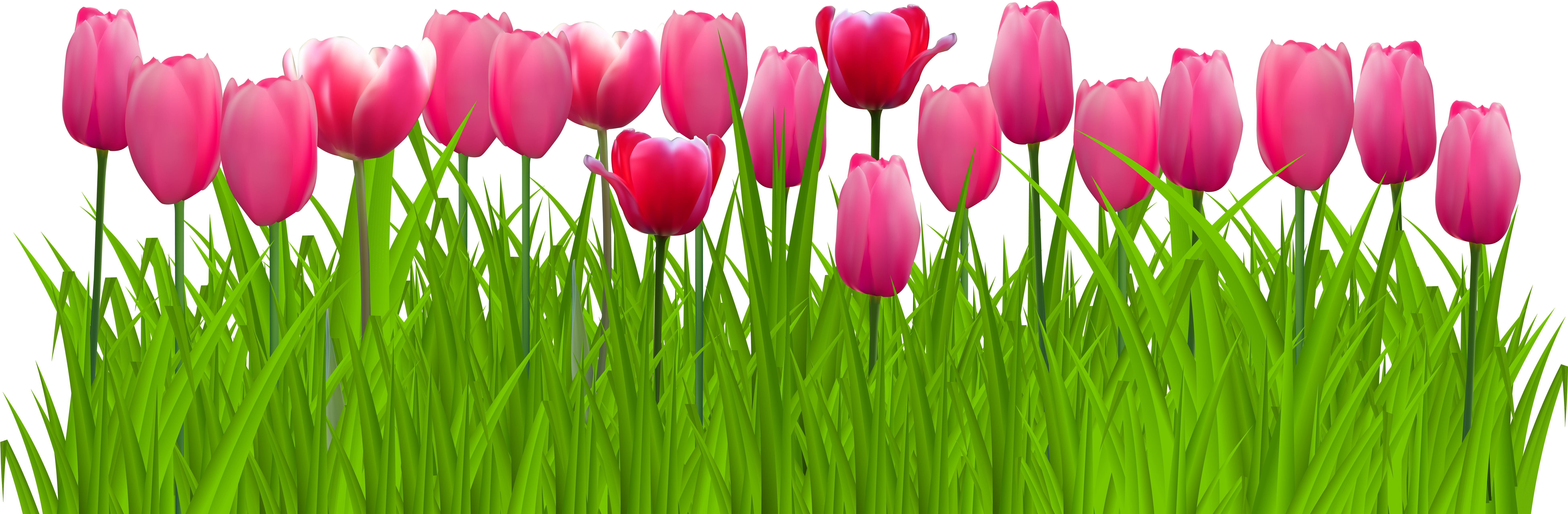 Vibrant Pink Tulips Row PNG Image