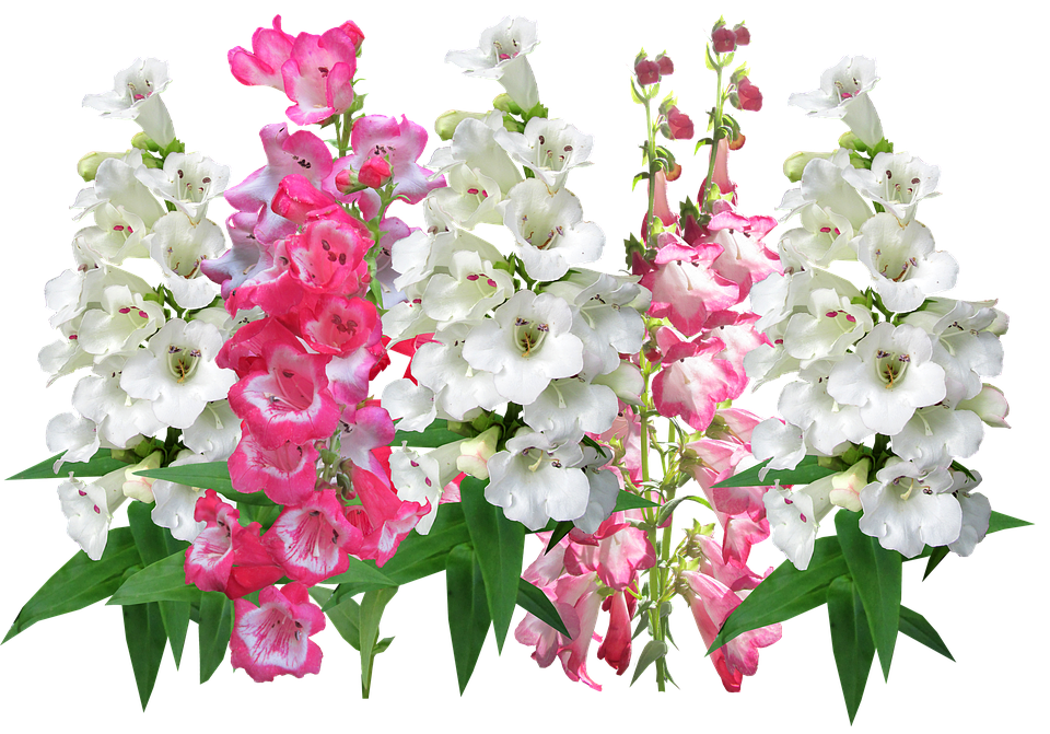 Vibrant Pinkand White Antirrhinum Flowers PNG Image