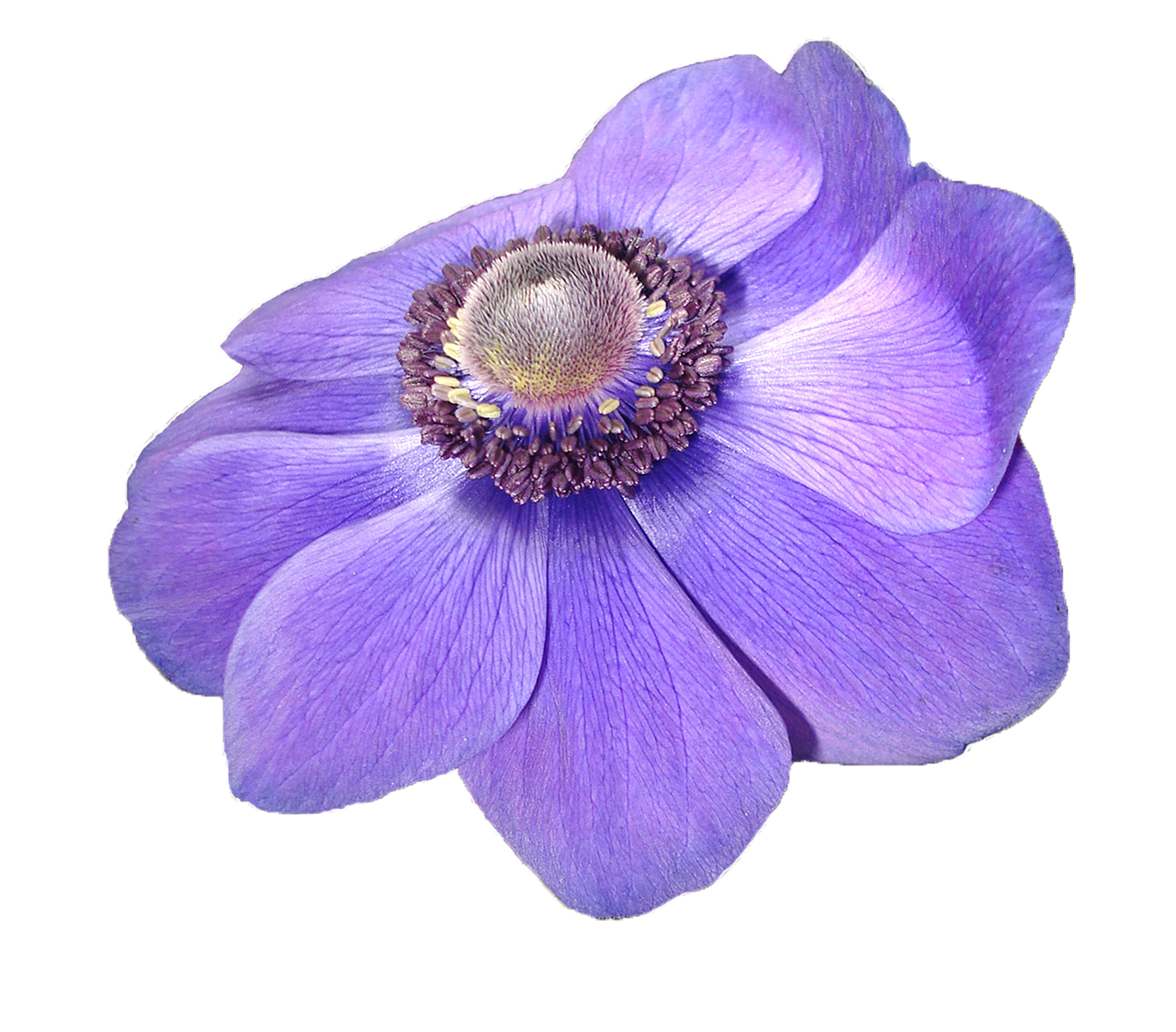 Vibrant Purple Anemone Flower PNG Image