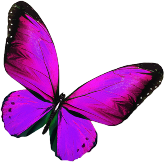 Vibrant Purple Butterfly PNG Image