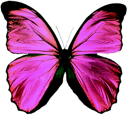 Vibrant Purple Butterfly PNG Image