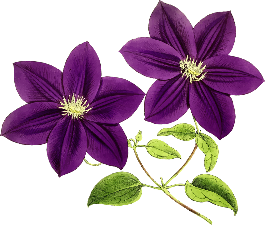 Vibrant Purple Clematis Flowers PNG Image