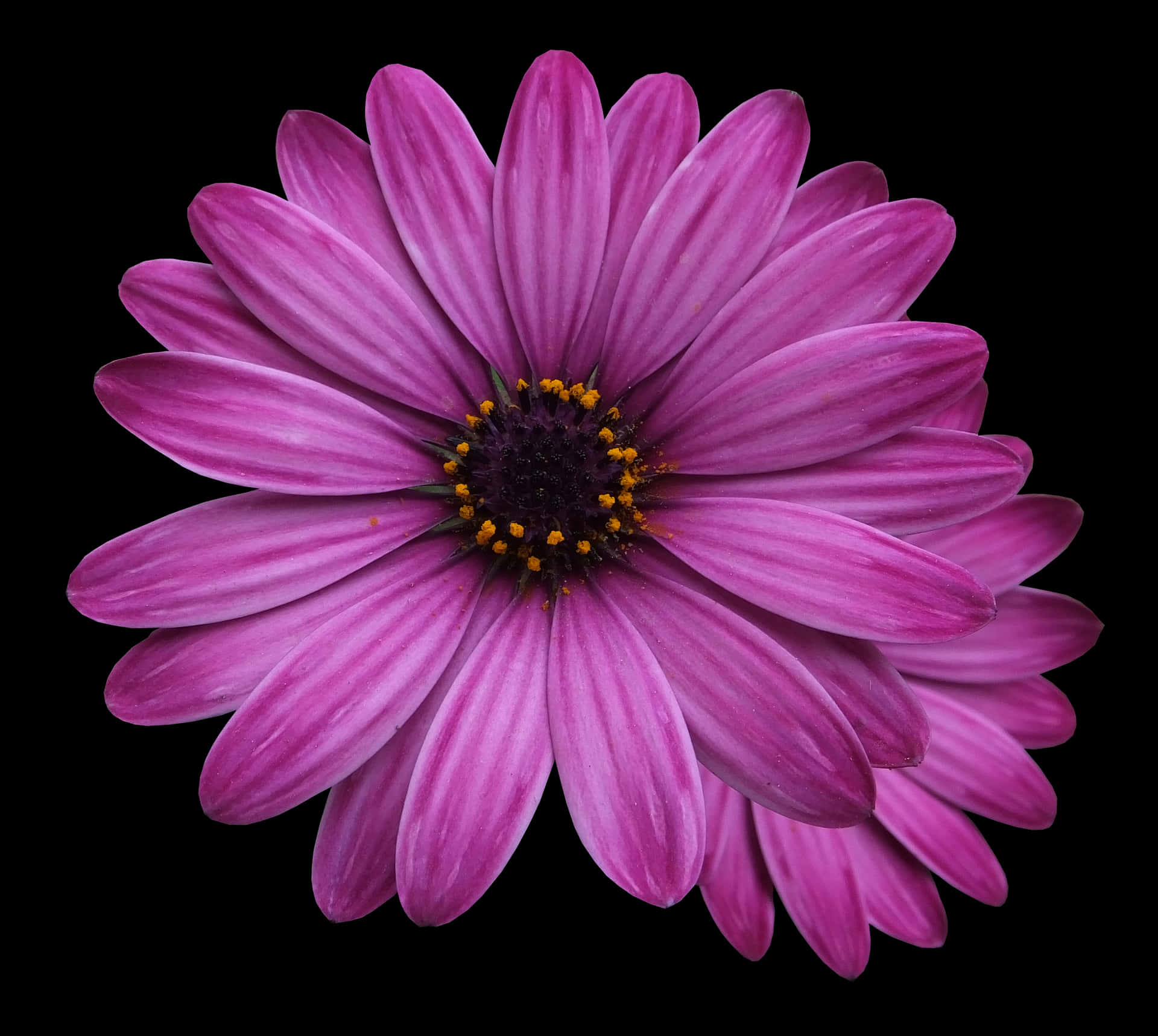 Vibrant Purple Daisy Black Background PNG Image