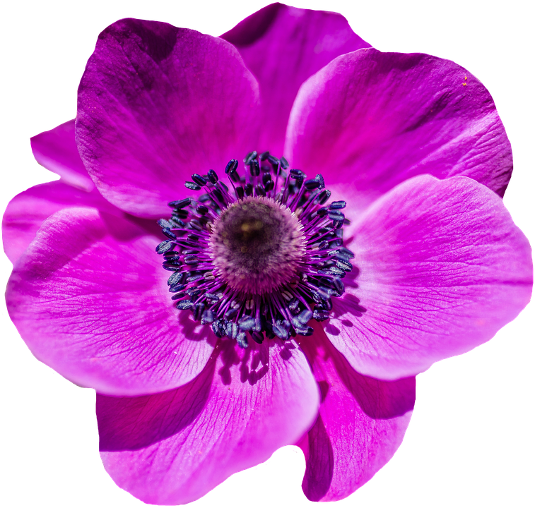 Vibrant Purple Flower Blossom PNG Image