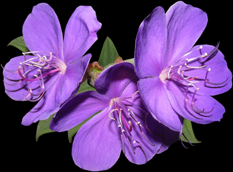 Vibrant_ Purple_ Flowers_ Black_ Background.jpg PNG Image