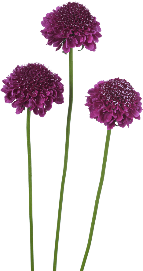 Vibrant_ Purple_ Flowers_ Isolated_ Background.png PNG Image