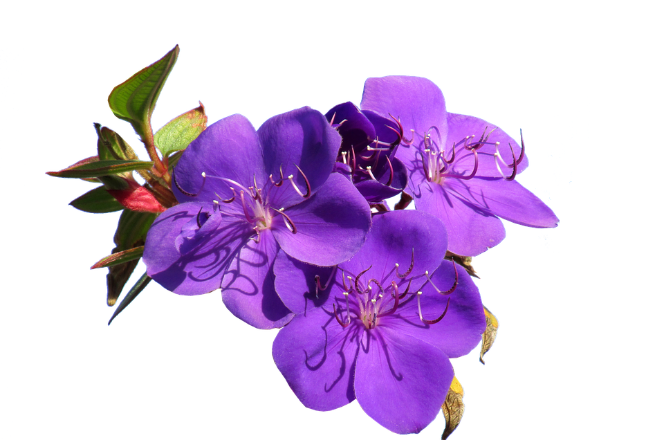 Vibrant Purple Flowers Transparent Background PNG Image