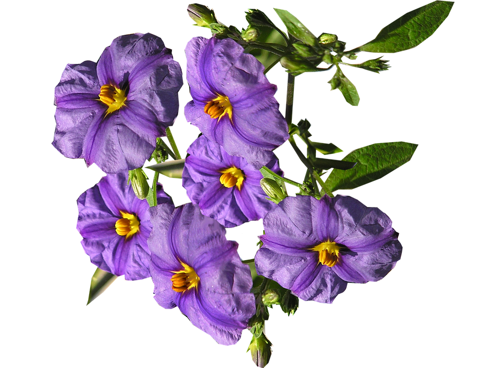 Vibrant_ Purple_ Flowers_ Transparent_ Background.png PNG Image