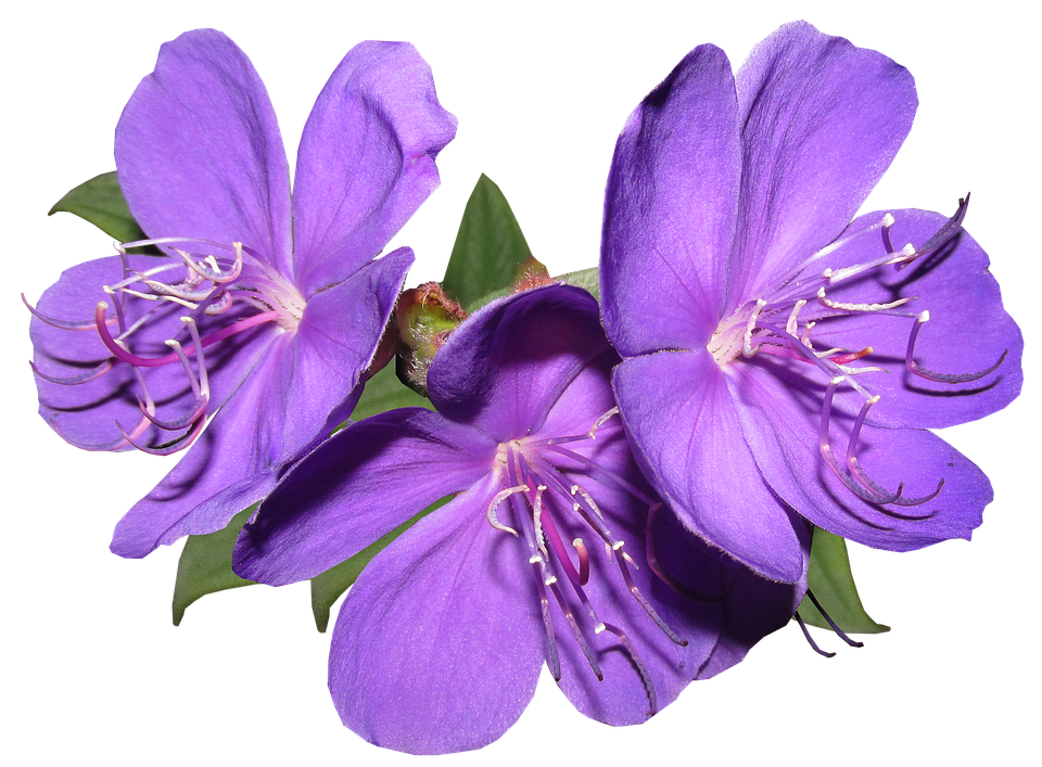 Vibrant_ Purple_ Flowers_ Transparent_ Background.png PNG Image