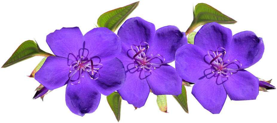 Vibrant_ Purple_ Flowers_ Transparent_ Background.png PNG Image