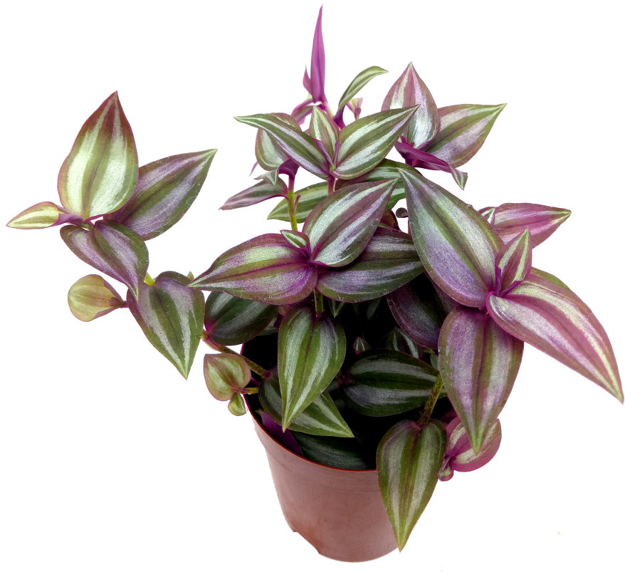 Vibrant Purple Green Houseplantin Terra Cotta Pot PNG Image