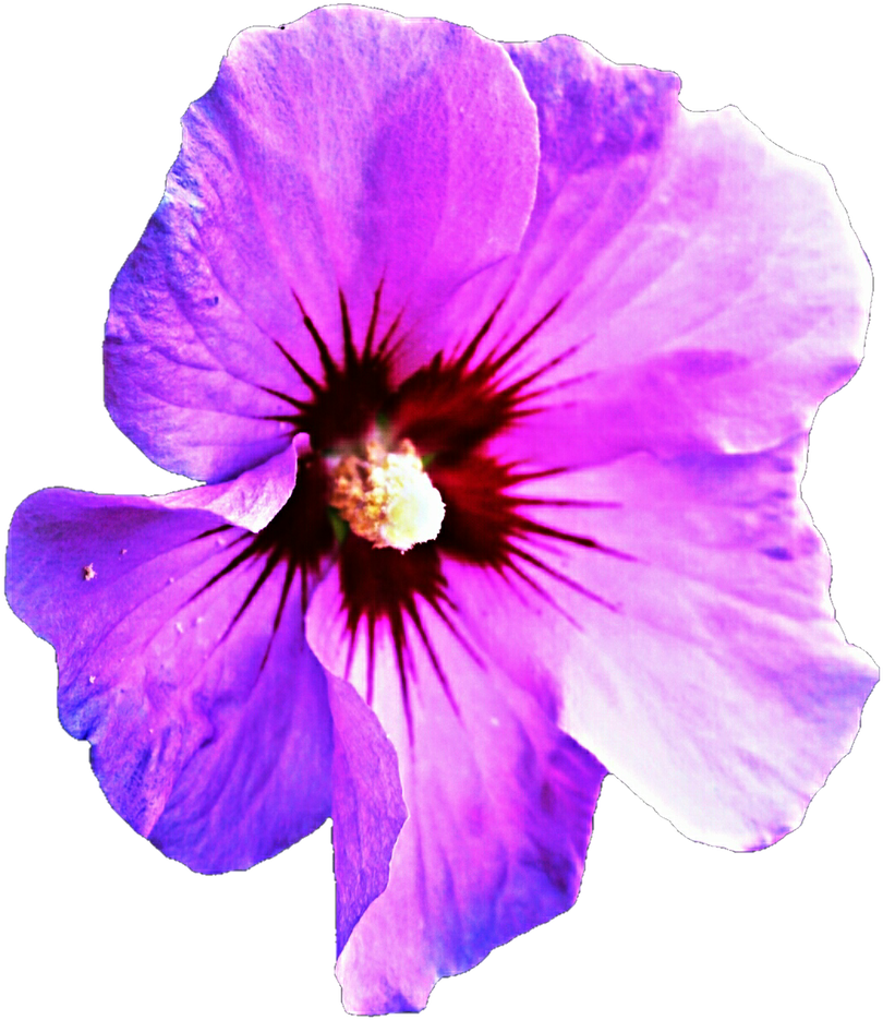 Vibrant_ Purple_ Hibiscus_ Closeup.png PNG Image