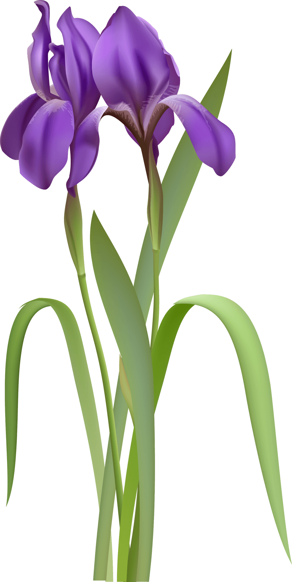 Vibrant Purple Iris Flower PNG Image