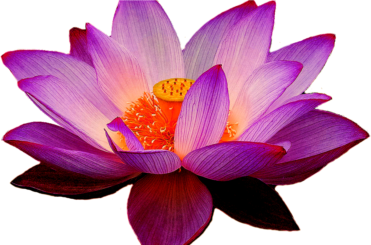 Vibrant Purple Lotus Flower PNG Image