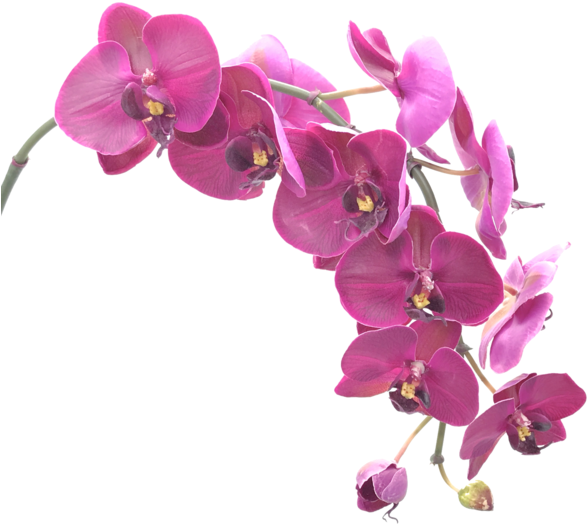 Vibrant Purple Orchid Blooms PNG Image