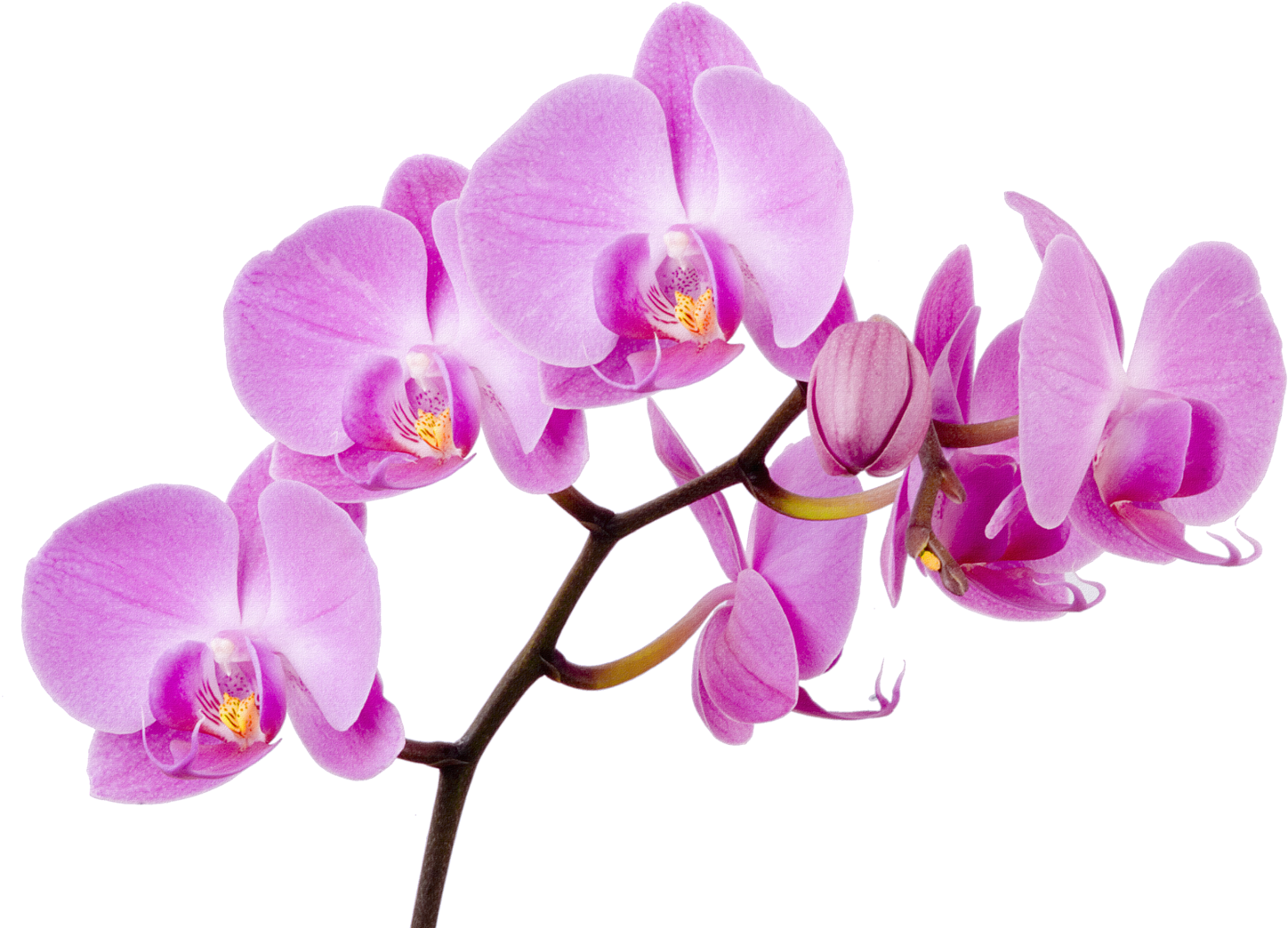 Vibrant_ Purple_ Orchid_ Branch PNG Image