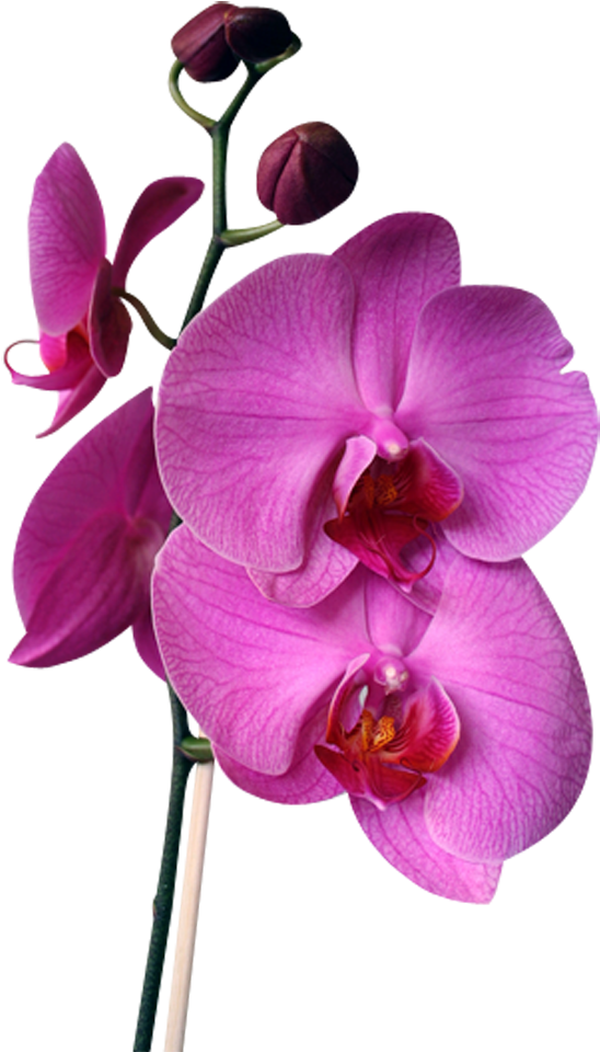 Vibrant Purple Orchid Stem PNG Image