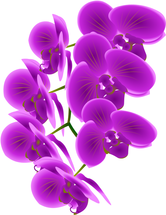 Vibrant Purple Orchids PNG Image