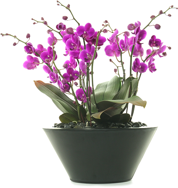 Vibrant_ Purple_ Orchids_in_ Pot PNG Image