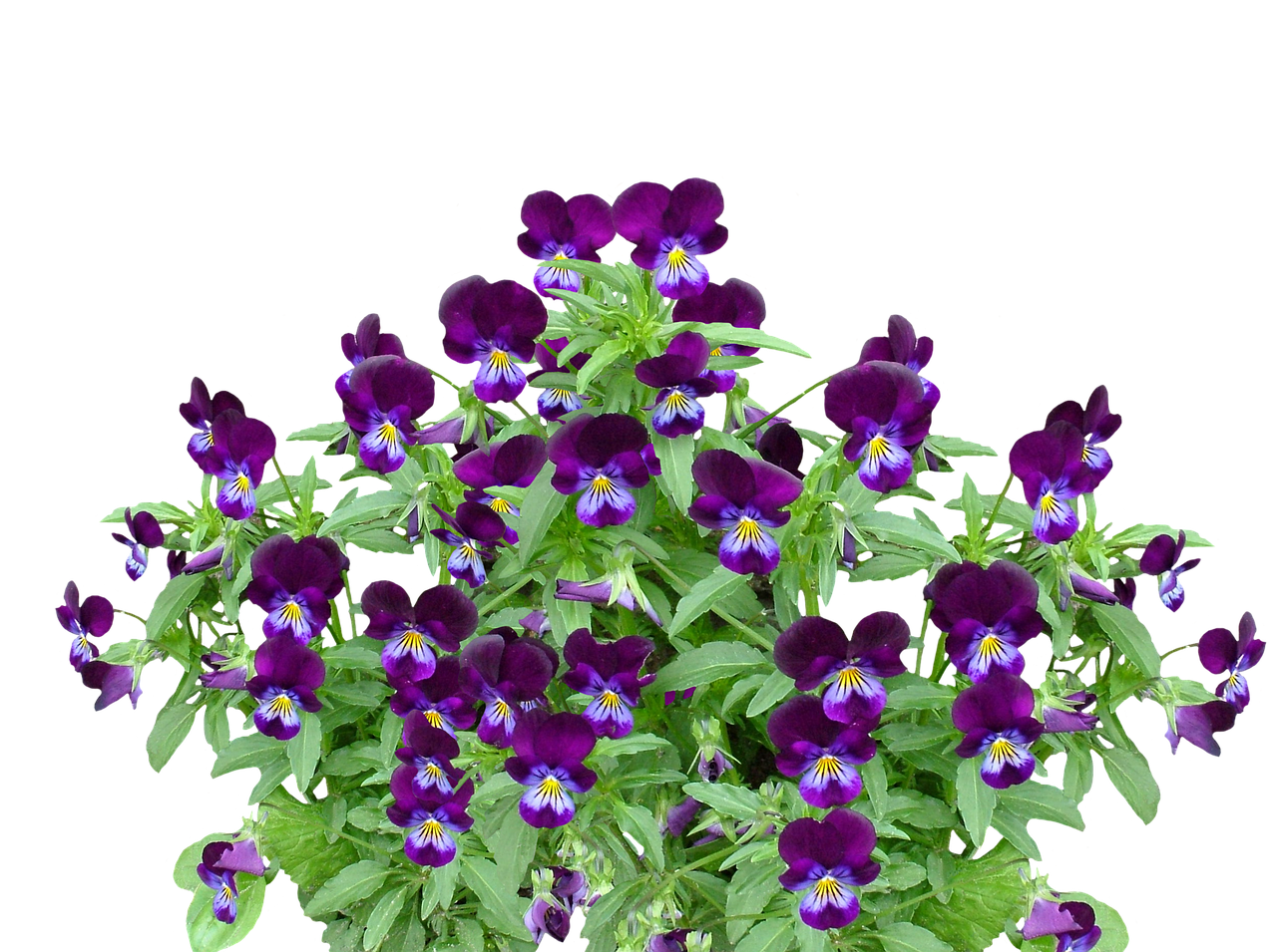 Vibrant Purple Pansies Black Background PNG Image