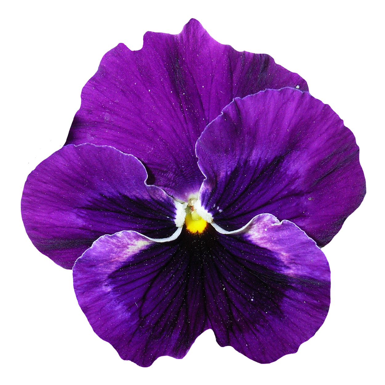 Vibrant Purple Pansy Flower PNG Image