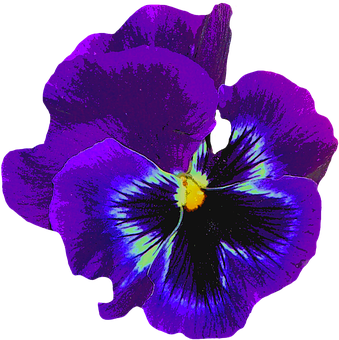 Vibrant Purple Pansy Flower PNG Image