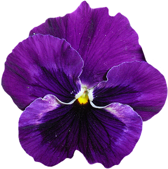 Vibrant Purple Pansy Flower PNG Image