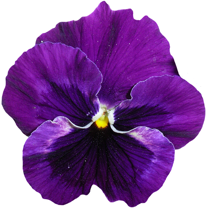 Vibrant Purple Pansy Flower.png PNG Image