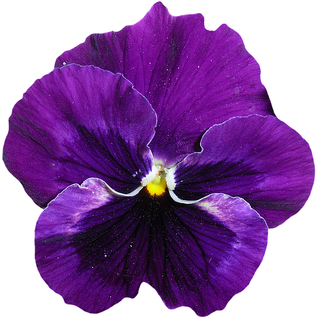 Vibrant_ Purple_ Pansy_ Flower.png PNG Image